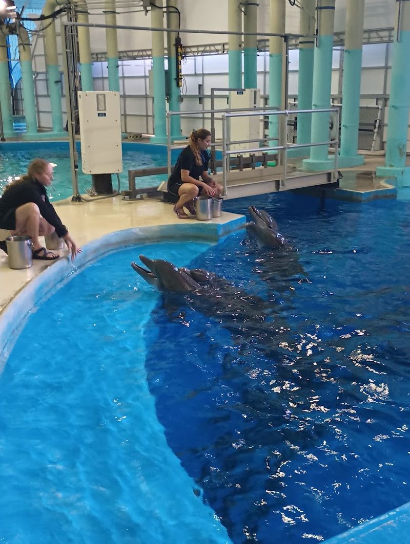 The Dolphin Meet and Greet Up Close Interaction The Dolphin Meet and Greet Up Close Interaction