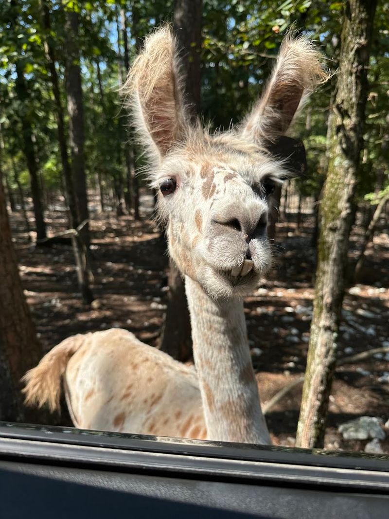 The Drive-Through Safari Experience The Drive-Through Safari Experience