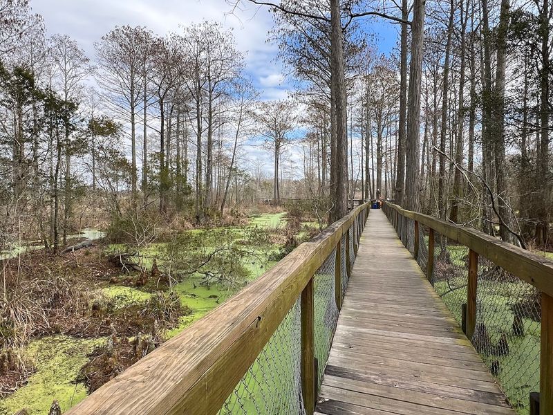 The Elevated Boardwalk Experience Above Real Alligators