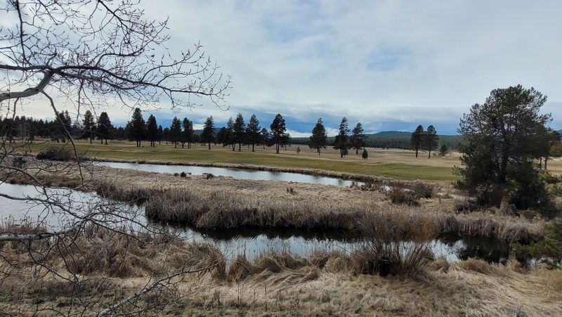 The Elk Herd That Shows Up Uninvited and Steals the Show