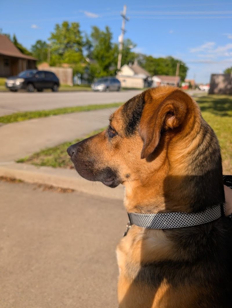 The Emotional Side of Choosing a Dog The Emotional Side of Choosing a Dog
