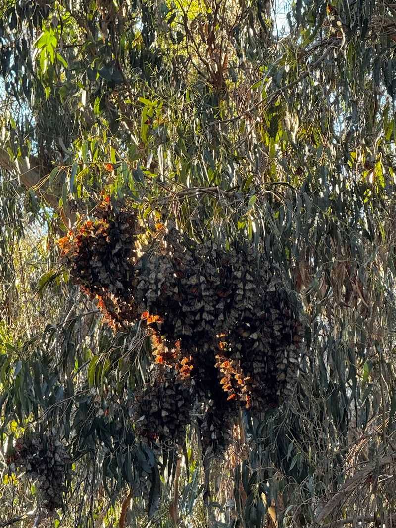 The Eucalyptus Grove and Why It Matters So Much