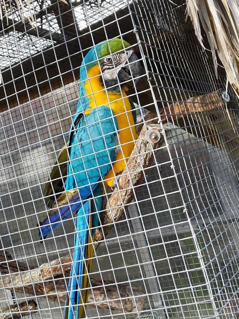 The Exotic Parrot Enclosures in the Tropical Garden