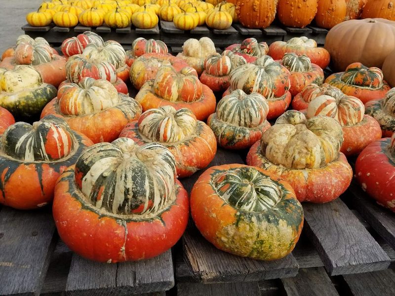 The Famous Pumpkin Pyramid and Fall Season at the Orchard