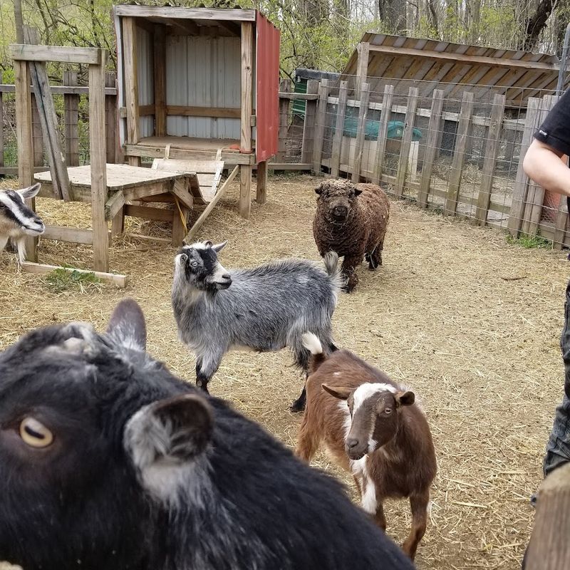 The Farm Animals Make It Feel Personal The Farm Animals Make It Feel Personal