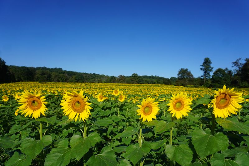 The Farm's Commitment to Sustainable Agriculture