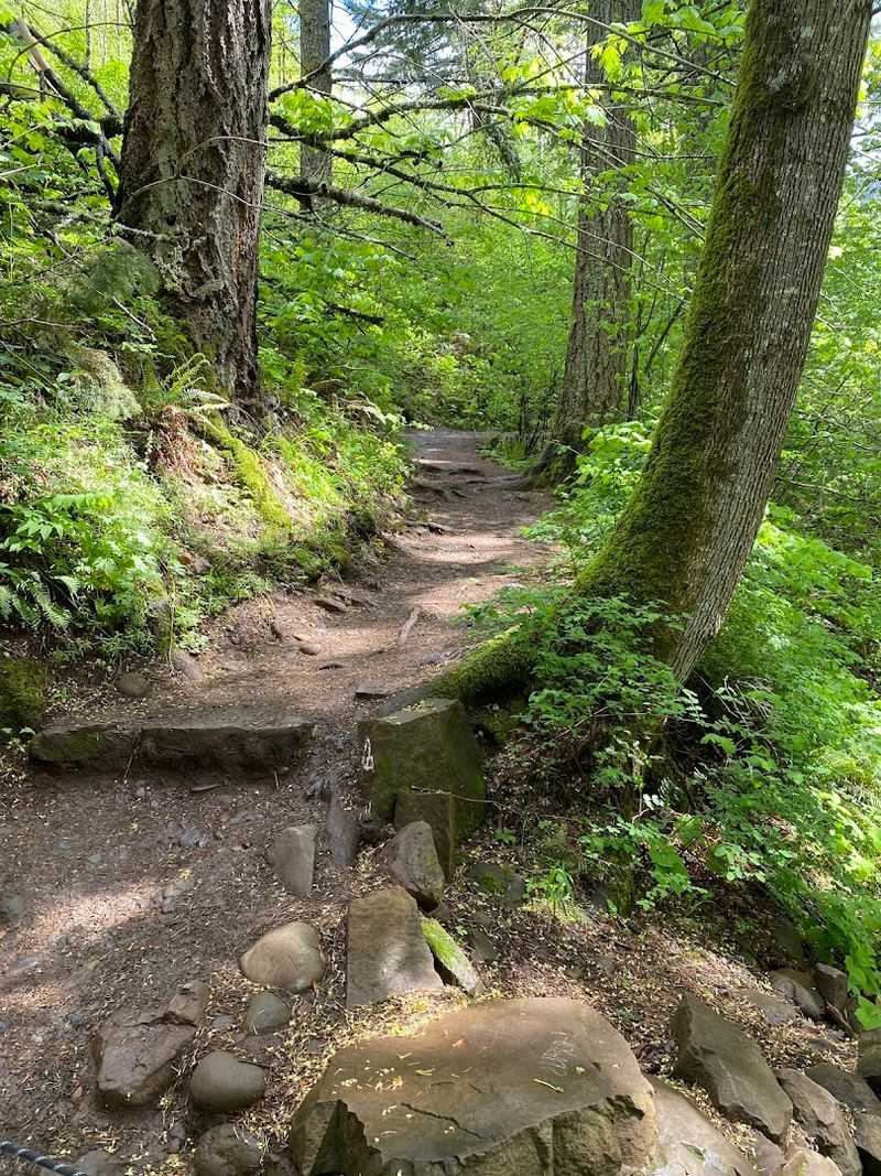 The First Half Mile Through the Forest