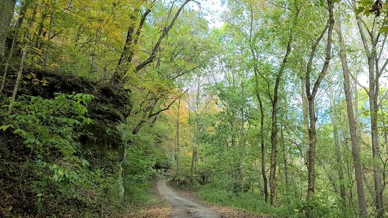 The First Look Into The Woods