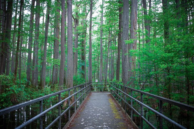 The Floating Boardwalk at Dawn: Where the Magic Actually Starts The Floating Boardwalk at Dawn: Where the Magic Actually Starts