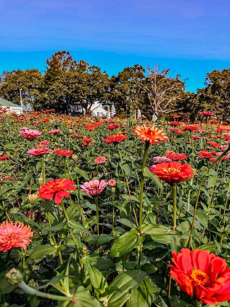 The Flower Meadow, Coweta
