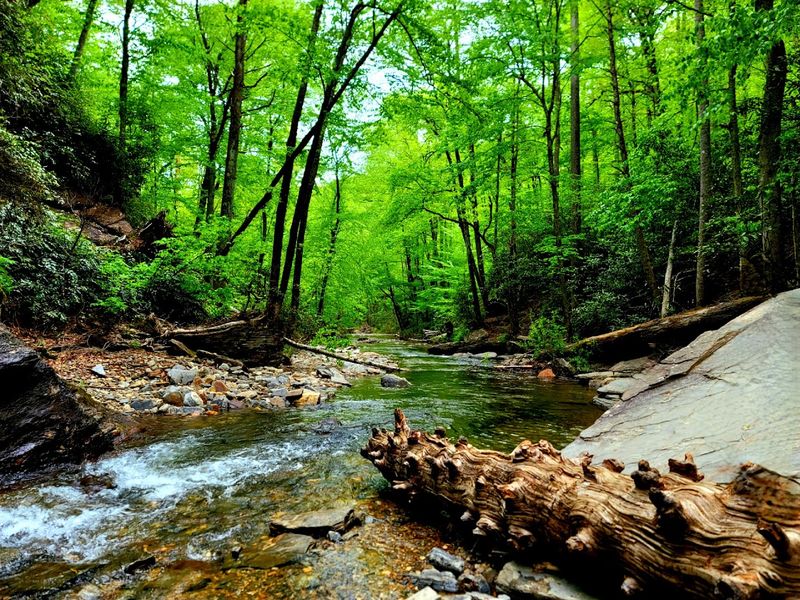 The Forest Around It Does Half The Magic
