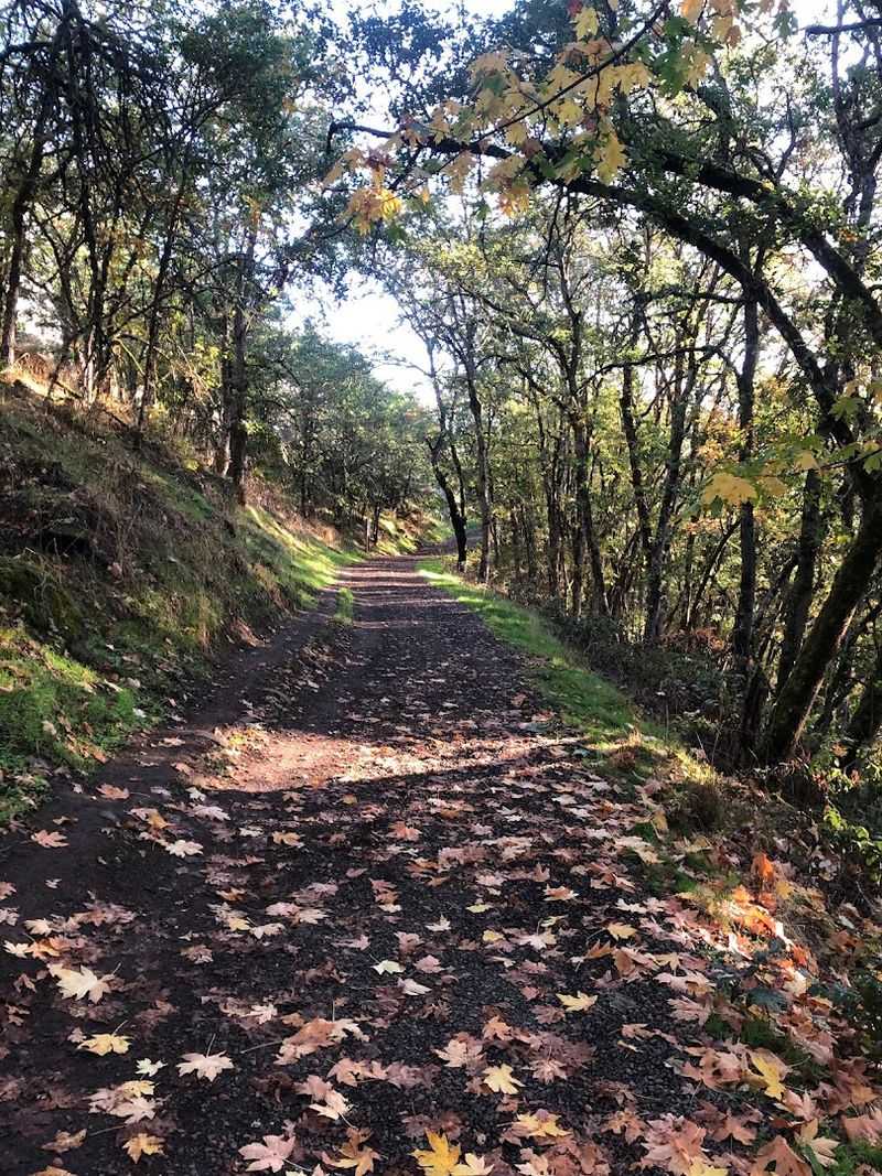 The Forest Atmosphere That Makes This Trail Special
