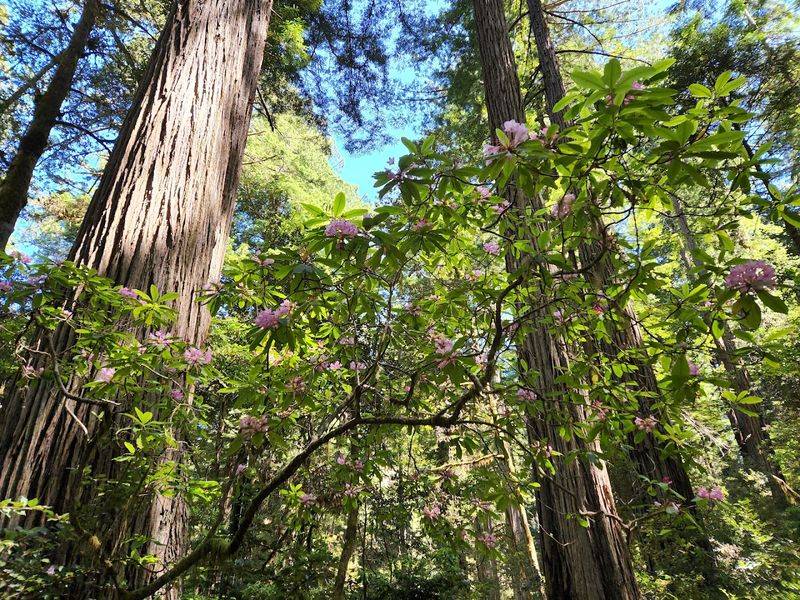 The Forest Feels Gentle, Not Overwhelming