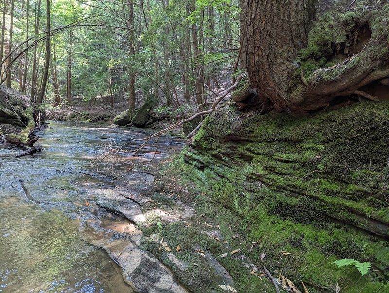 The Forest Floor Is Literally Covered in 320-Million-Year-Old Fossils
