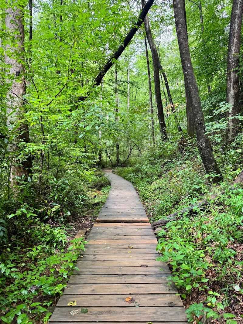 The Forest Mood Changes Fast The Forest Mood Changes Fast