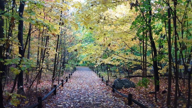 The Forest Path That Changes Everything The Forest Path That Changes Everything