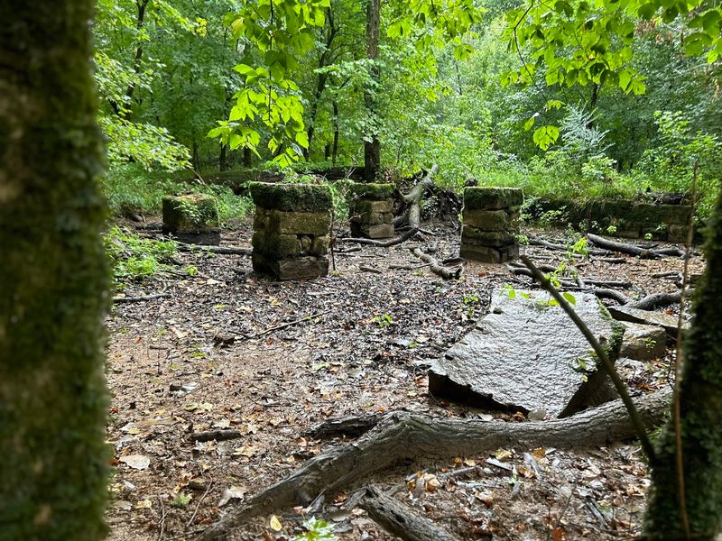The Forest That Swallowed a Village The Forest That Swallowed a Village