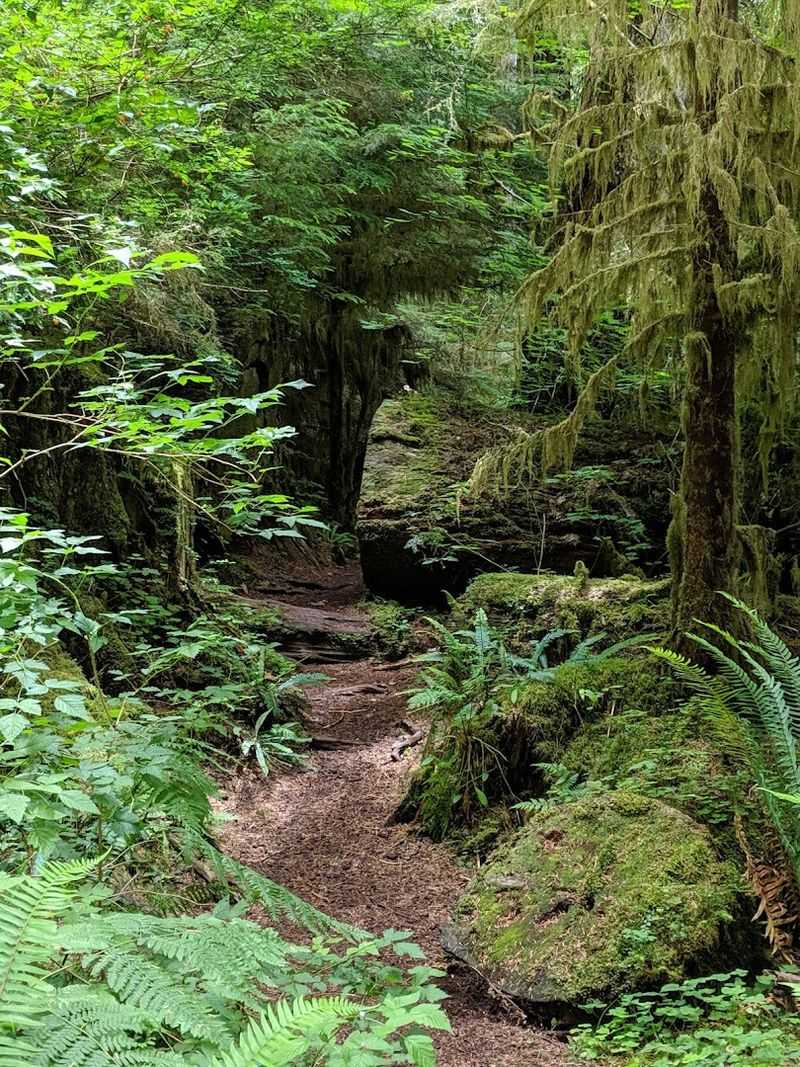 The Forest Trail System Through Crabtree Valley