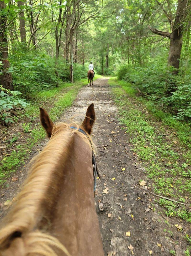 The Four-Mile Horse Trail Through the Woods