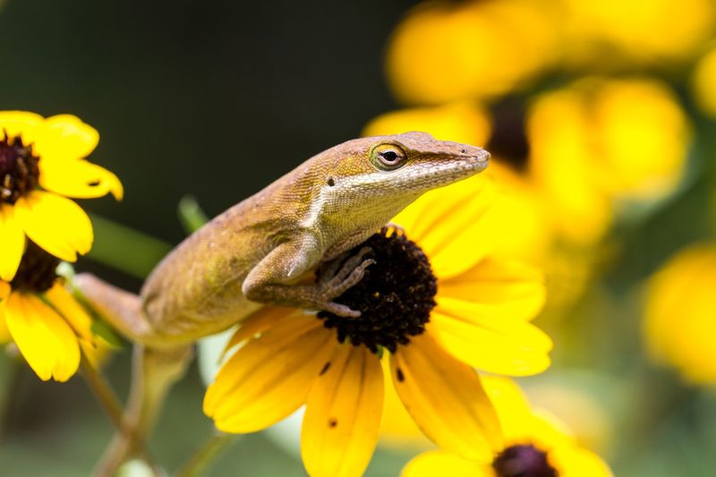 The Frogs Behind the Noise: Meet the Spring Peeper