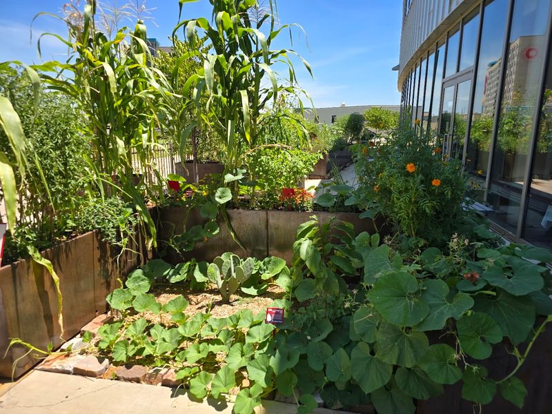 The Garden Behind the Kitchen