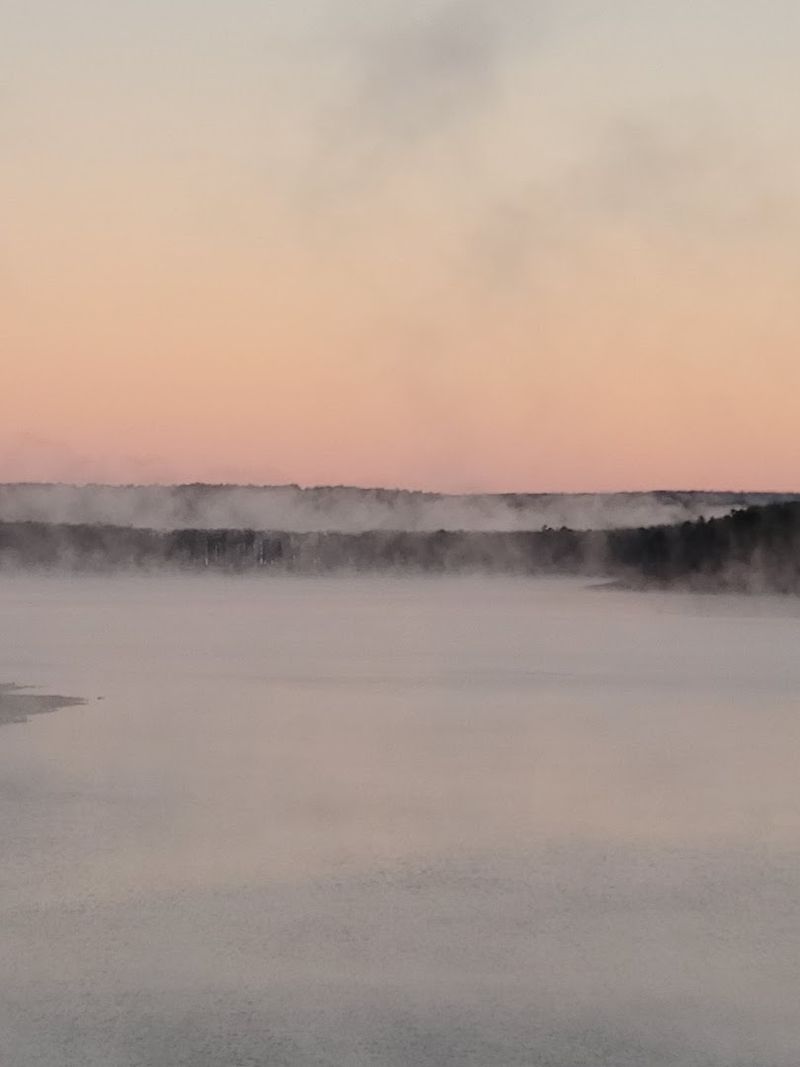 The Ghost Forest Rising From the Water