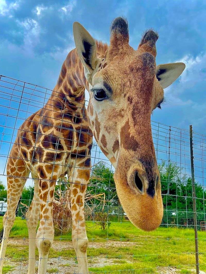 The Giraffe And Parakeet Moments Add Variety The Giraffe And Parakeet Moments Add Variety