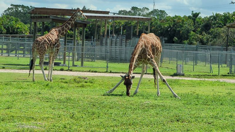 The Giraffe Moment You Will Replay Later
