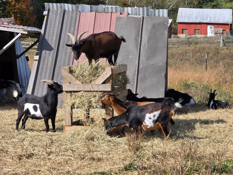 The Goats Are Ridiculously Affectionate The Goats Are Ridiculously Affectionate