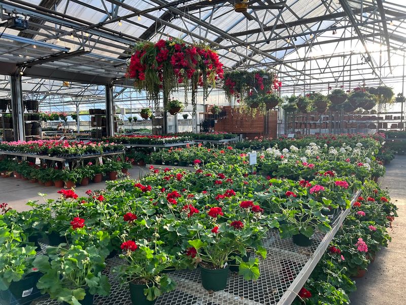 The Greenhouse Atmosphere Feels Like Stepping Into Another World