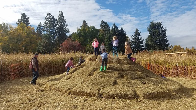 The Harvest Festival Experience Worth Planning For