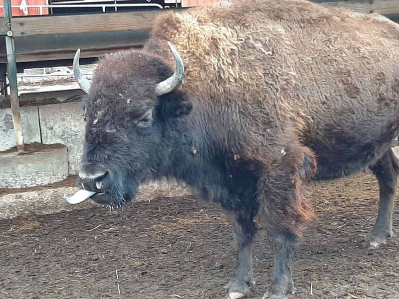 The Health Benefits That Make Bison Worth Switching To