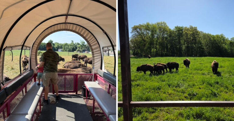 Indiana Ranch The Hidden Indiana Bison Ranch Where You Ride A Tractor Wagon Directly ...