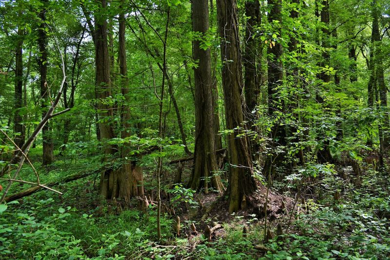 The History Behind Maryland's First Nature Conservancy Preserve