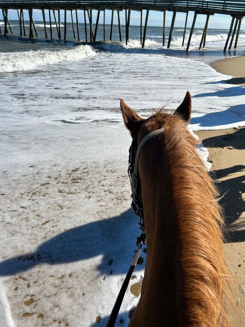 The Horses Themselves Are Absolutely Worth Meeting