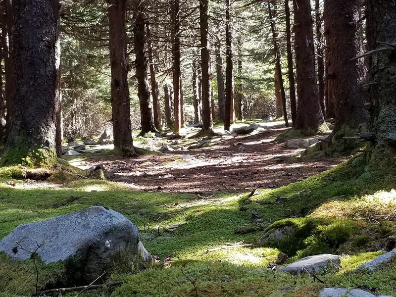 The Huckleberry Trail and Breathed Mountain Loop