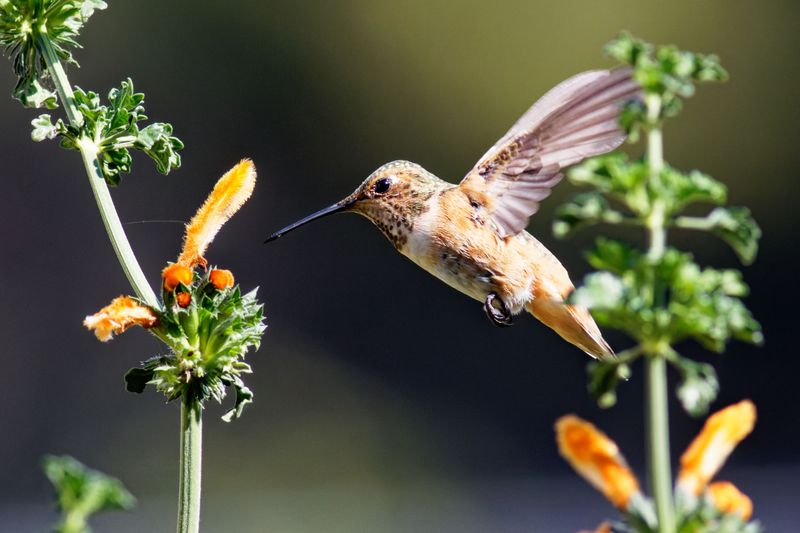 The Hummingbird Species You Will Actually See