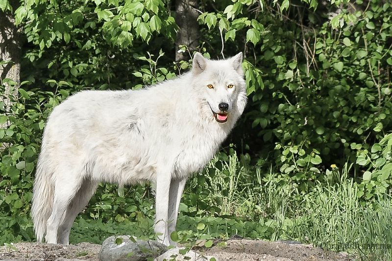 The International Wolf Center: Up Close With the Wild