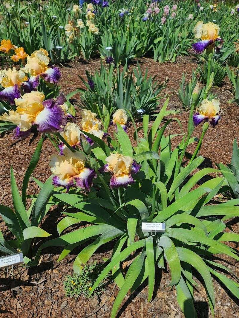 The Iris Garden and Its Seasonal Festival