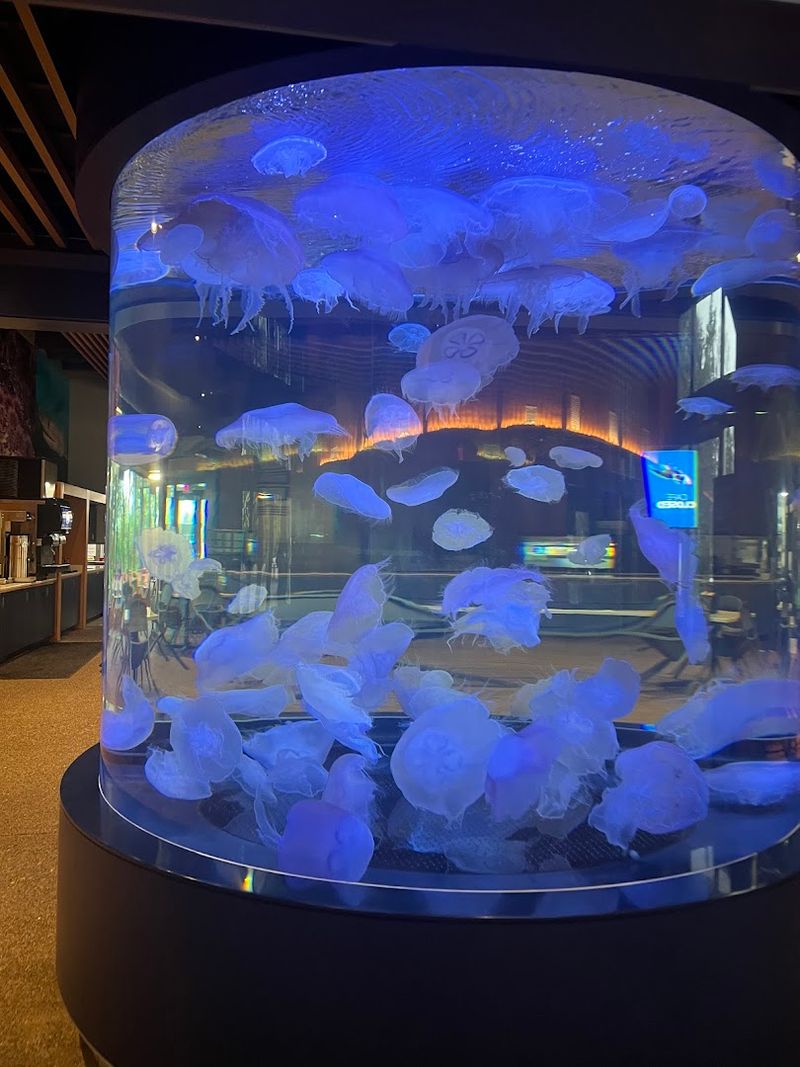 The Jellyfish Gallery