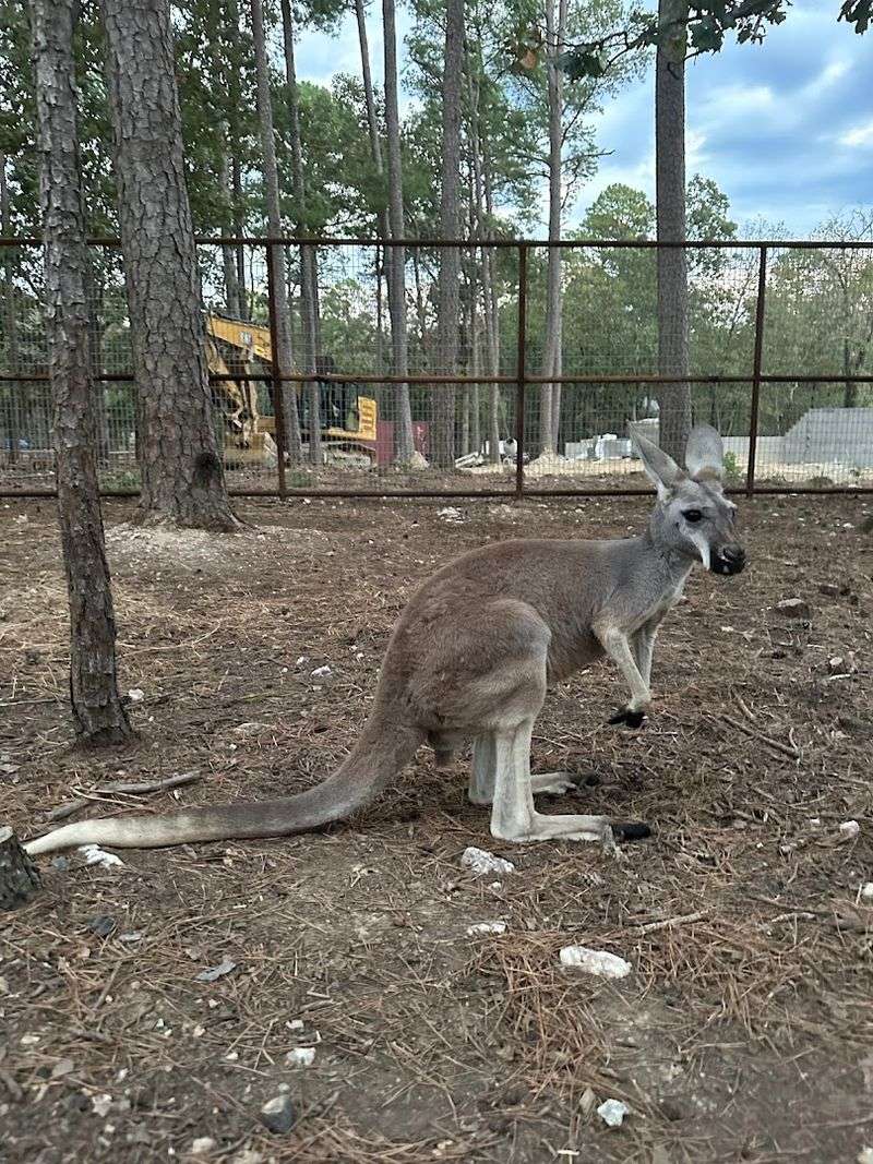 The Kangaroo Experience The Kangaroo Experience
