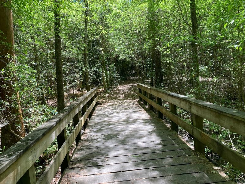 The Kirby Nature Trail: Where the Forest Gets Personal The Kirby Nature Trail: Where the Forest Gets Personal