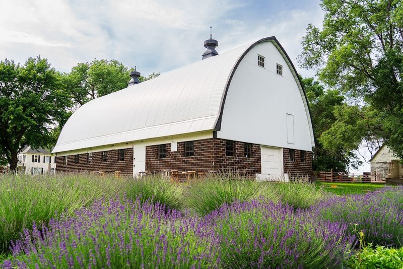 The Lavender Barnyard, Farmington, Minnesota The Lavender Barnyard, Farmington, Minnesota