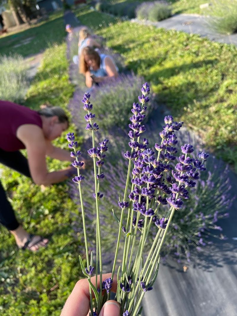 The Lavender Farm, Zumbrota, Minnesota The Lavender Farm, Zumbrota, Minnesota