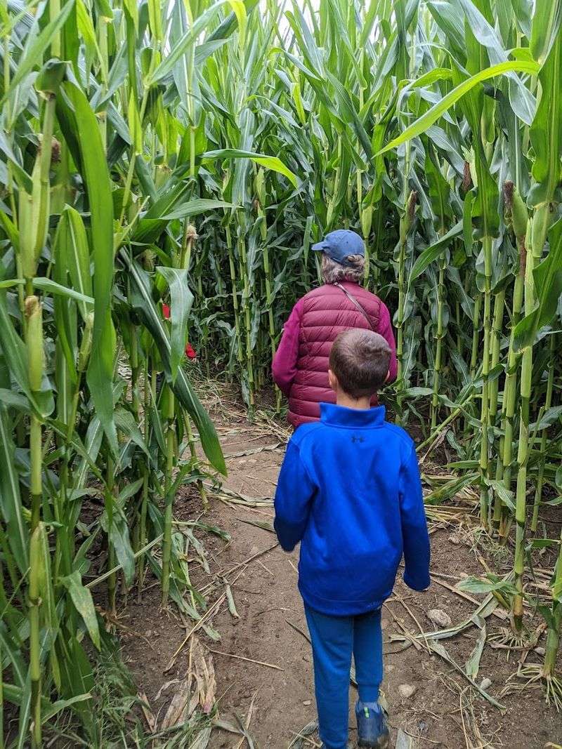 The Legendary Corn Maze Adventure The Legendary Corn Maze Adventure