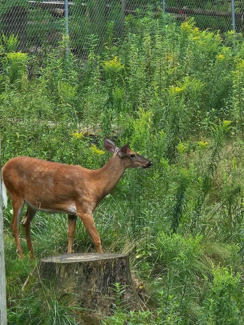 The Live Animal Exhibit Trail That Feels Nothing Like a Zoo