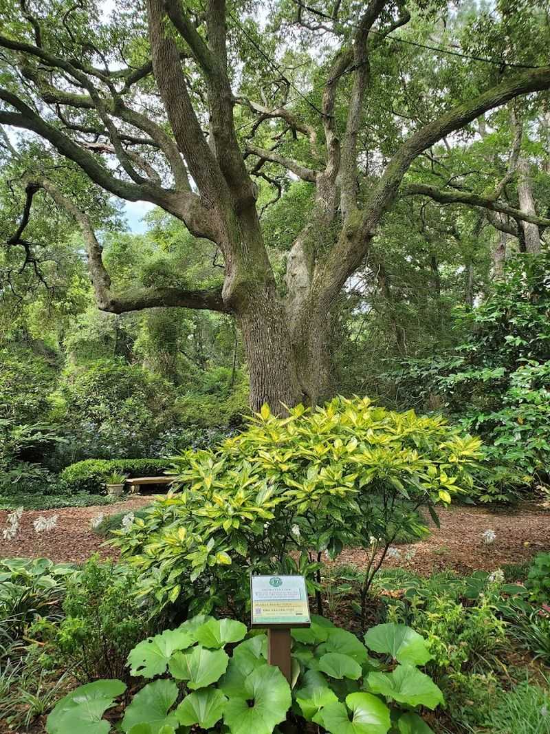 The Live Oaks Do A Lot Of The Magic