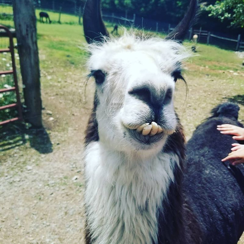 The Llamas Bring A Little More Attitude The Llamas Bring A Little More Attitude