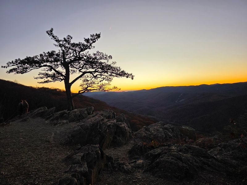 The Lone Tree That Became A Virginia Icon The Lone Tree That Became A Virginia Icon