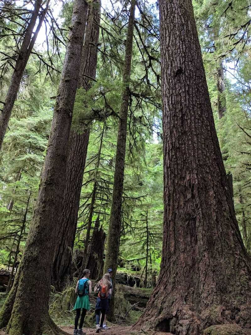 The Loop Trail Through Old-Growth Rainforest